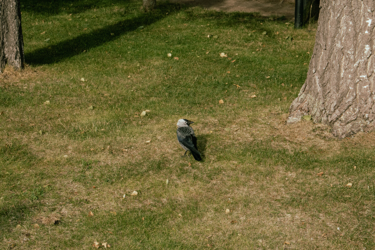 Галка (лат. Coloeus monedula, syn. Corvus monedula) — птица, один из наиболее мелких представителей семейства врановых