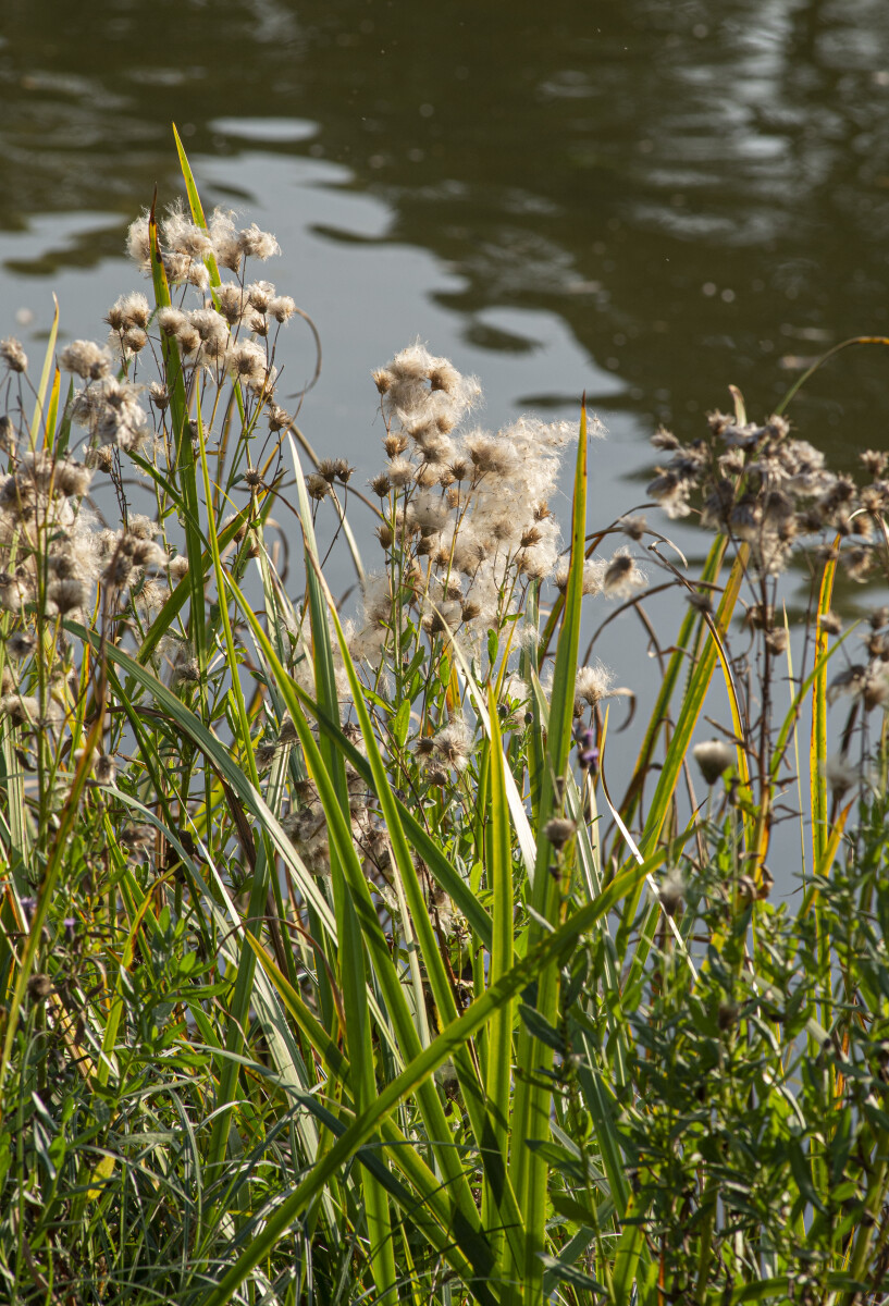 Пушица болотная (Eriophorum vaginatum) на размытом фоне воды. Арбесман В. М.