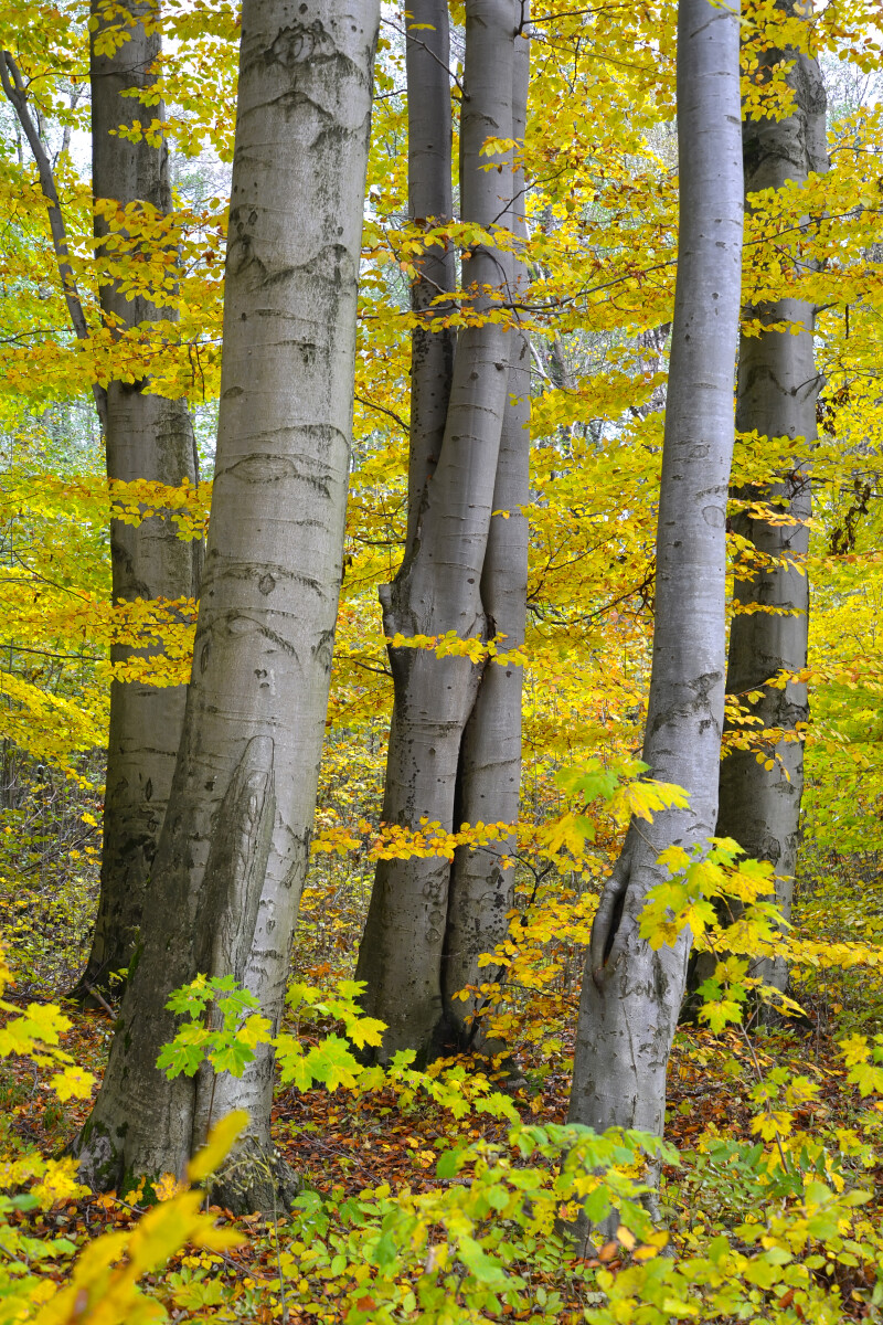 Буковые деревья (Fagus sylvatica L.) осенью