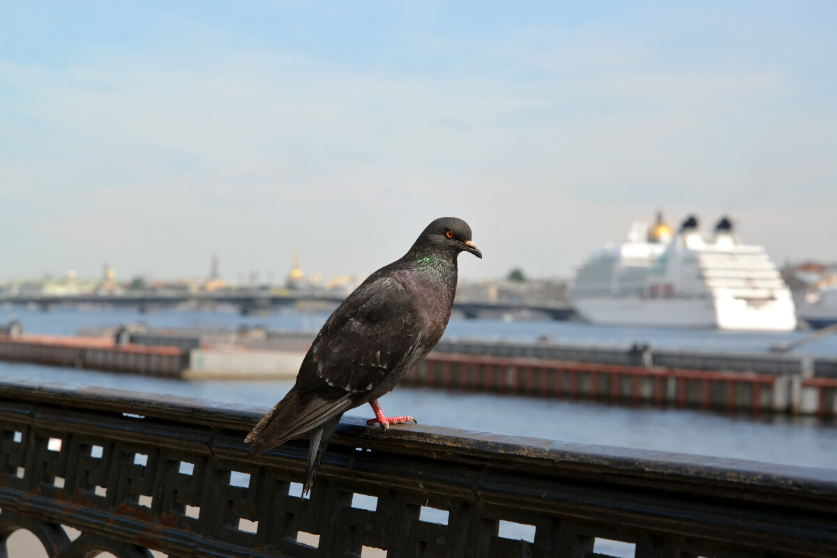 Сизый горный голубь (Columba livia Gmelin) сидит на парапете набережной Невы