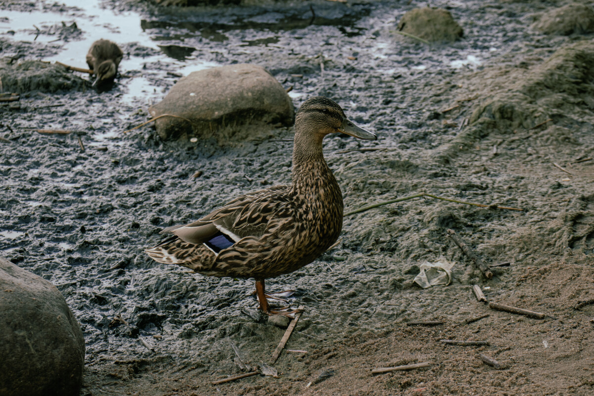 Утка Кряква (лат. Anas platyrhynchos) — птица из семейства утиных (Anatidae) отряда гусеобразных (Anseriformes), дикая утка