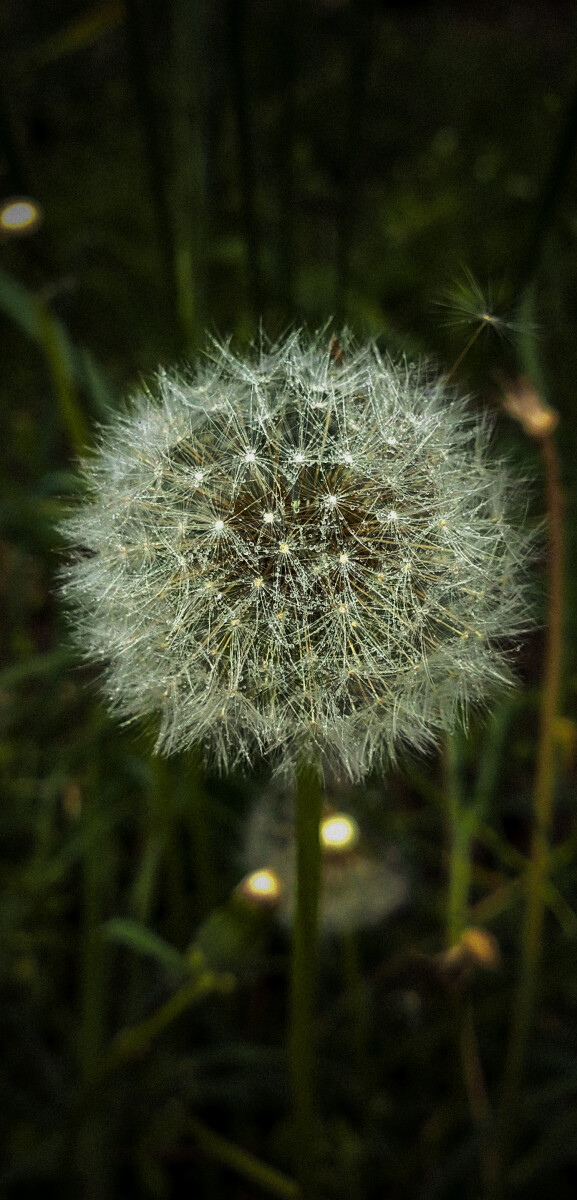 Одуванчик (лат. Taraxacum) — род многолетних травянистых растений семейства Астровые, или Сложноцветные (Asteraceae)