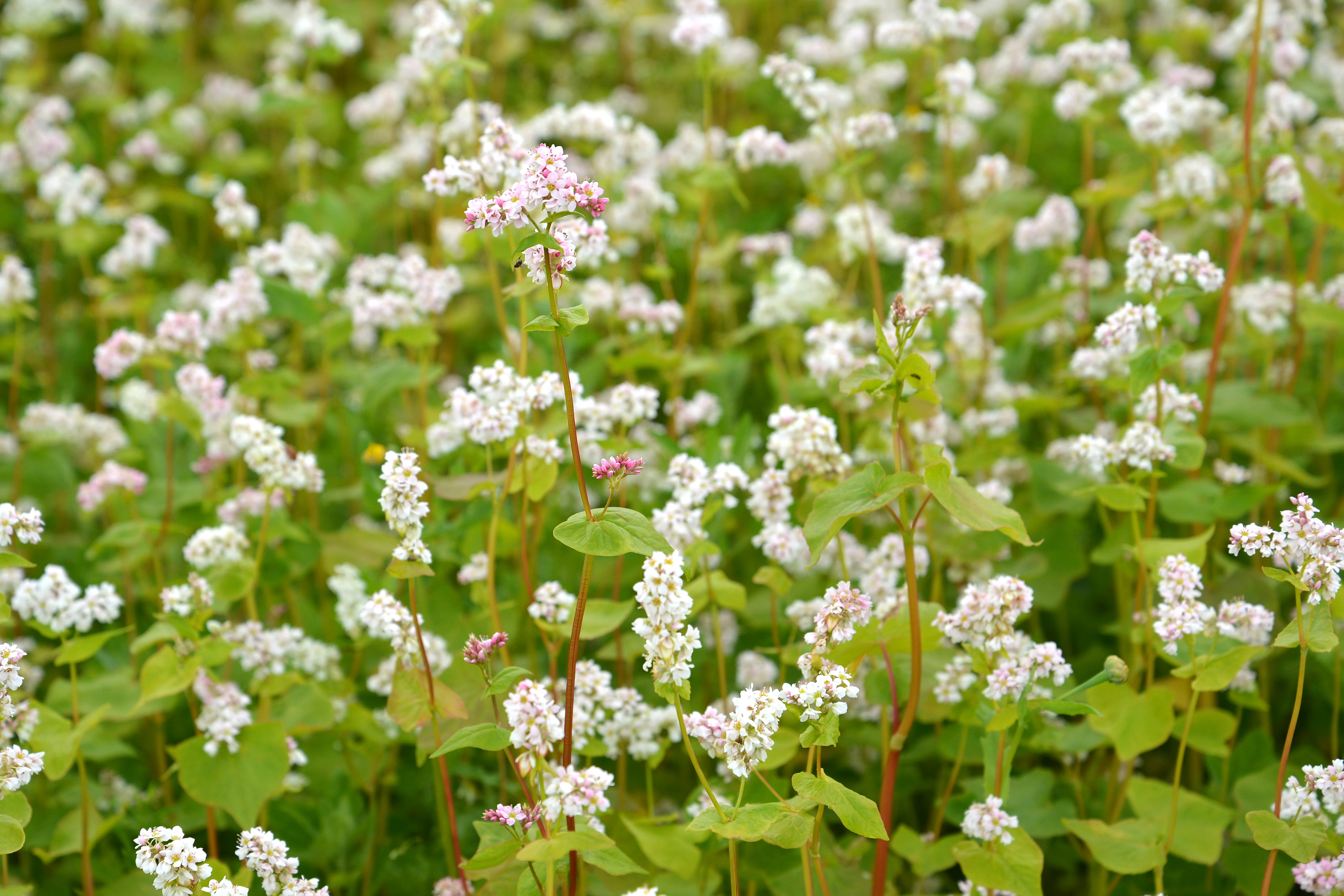 Цветущий посев гречихи (Fagopyrum esculentum Moench), фон