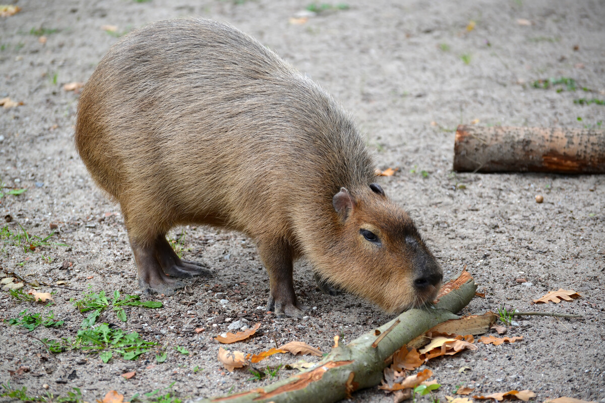 Капибара (водяная свинья) (Hydrochoerus hydrochaeris Linnaeus) грызет кору веток