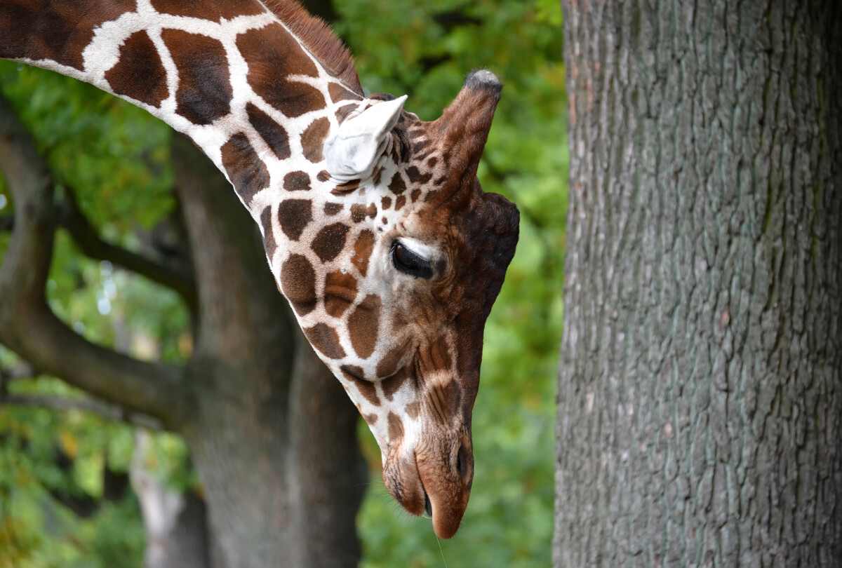 Портрет сетчатого жирафа (Giraffa camelopardalis reticulata Linnaeus) с опущенной головой. Вид сбоку