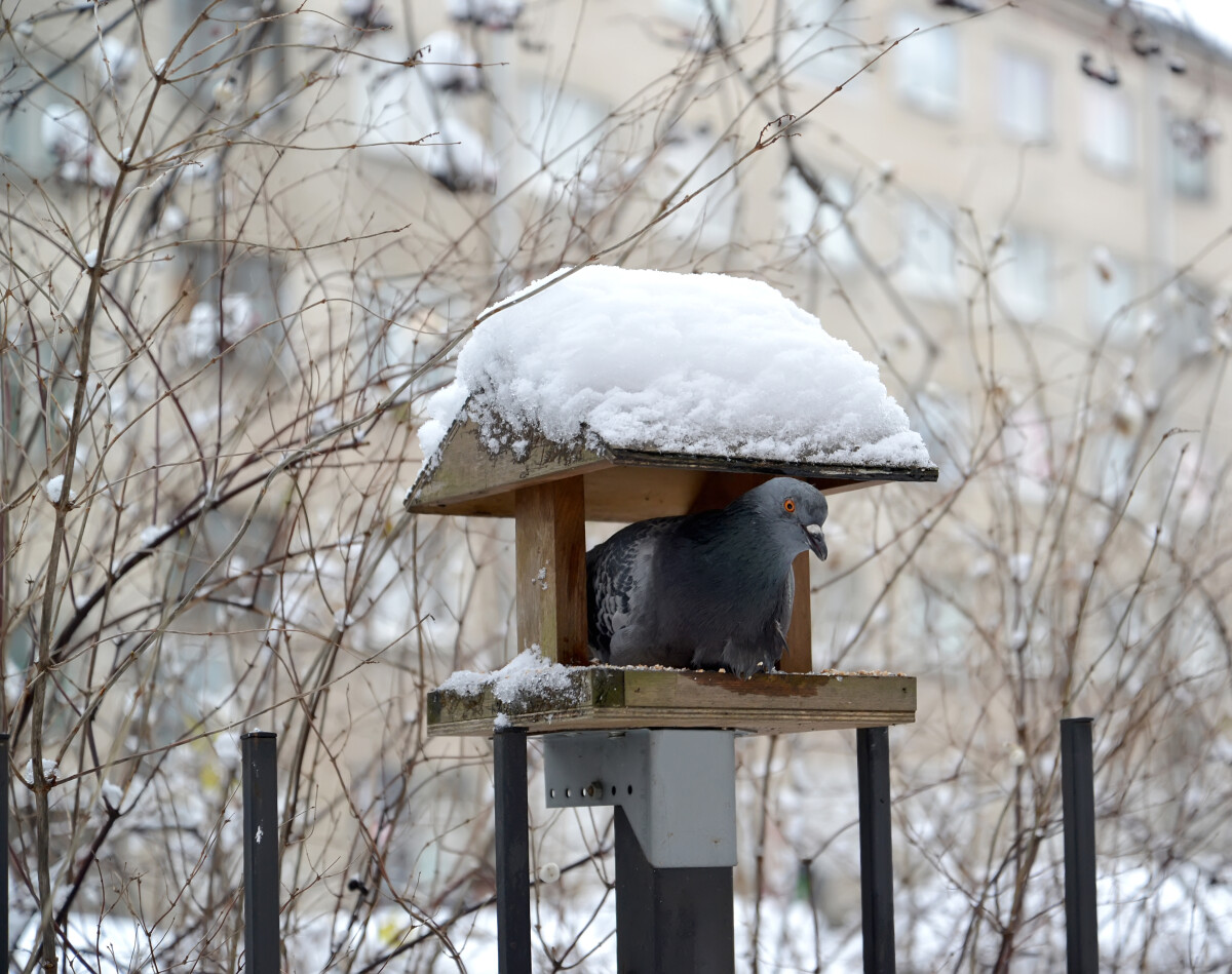 Голубь (Columba livia Gmelin) сидит в кормушке для мелких птиц. Зима