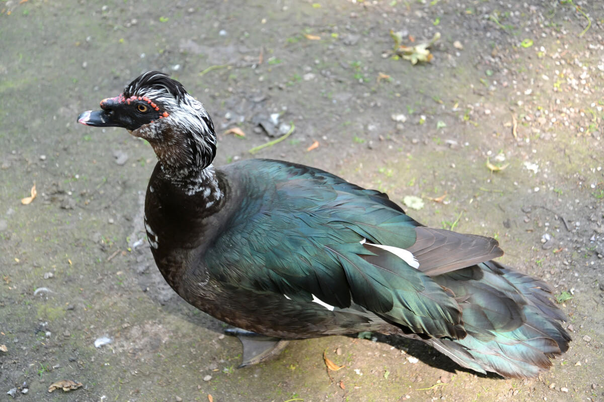 Самец мускусной утки (Cairina moschata Linnaeus)