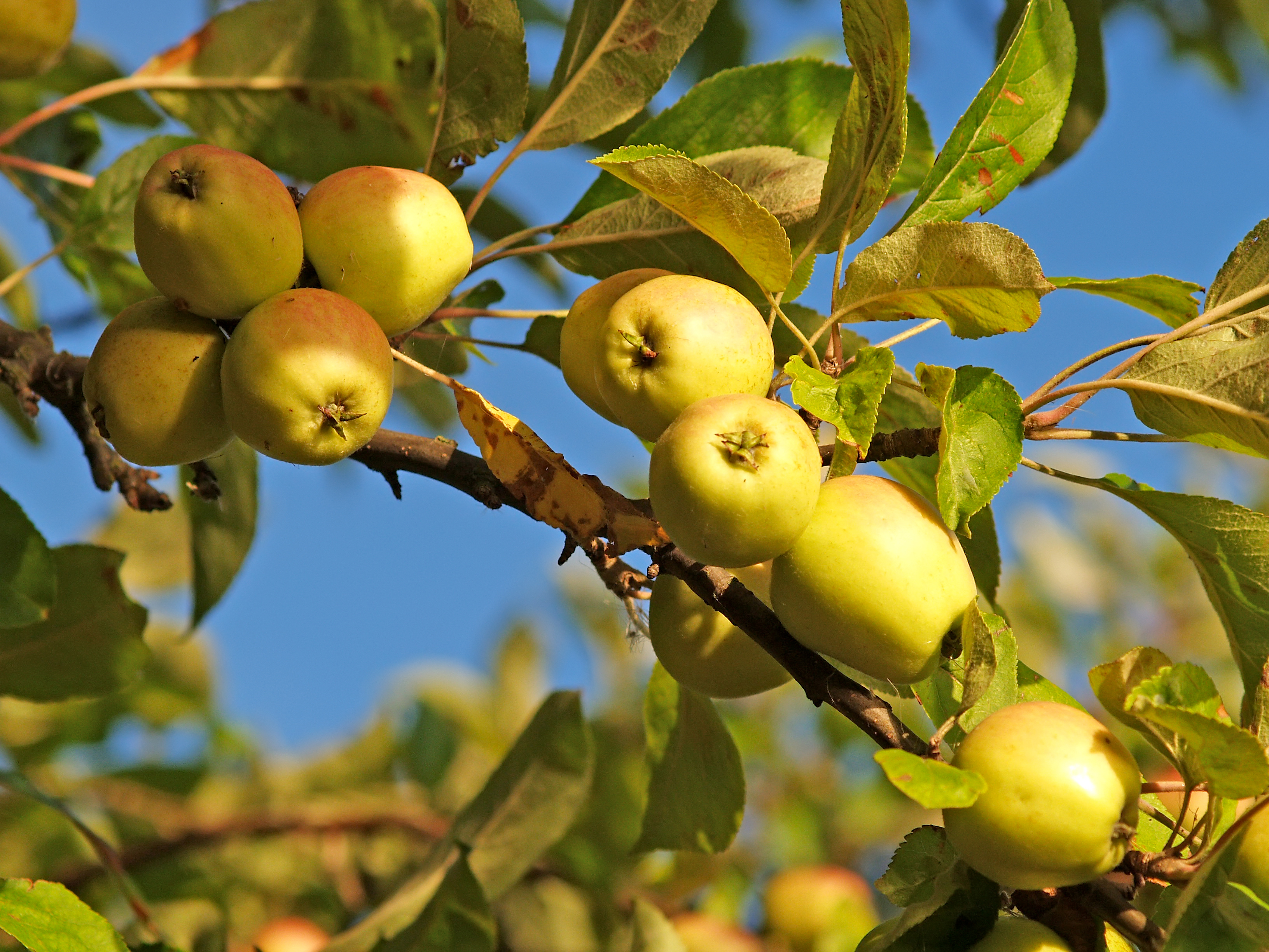 Спелые желтые яблоки (Malus domestica) на фоне голубого неба