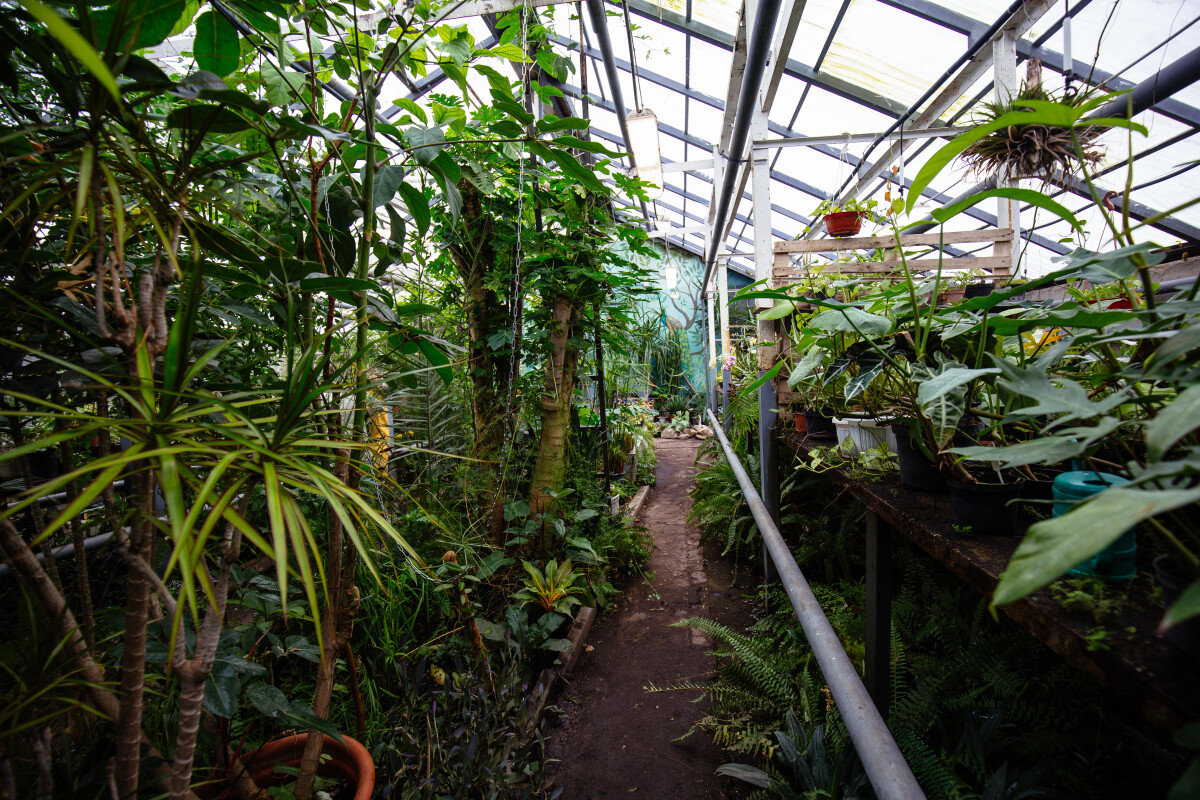 Greenhouse with tropical plants. Scientific botanical garden