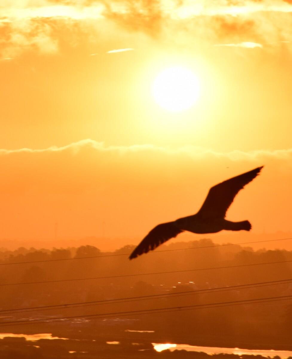 Flight of fortune