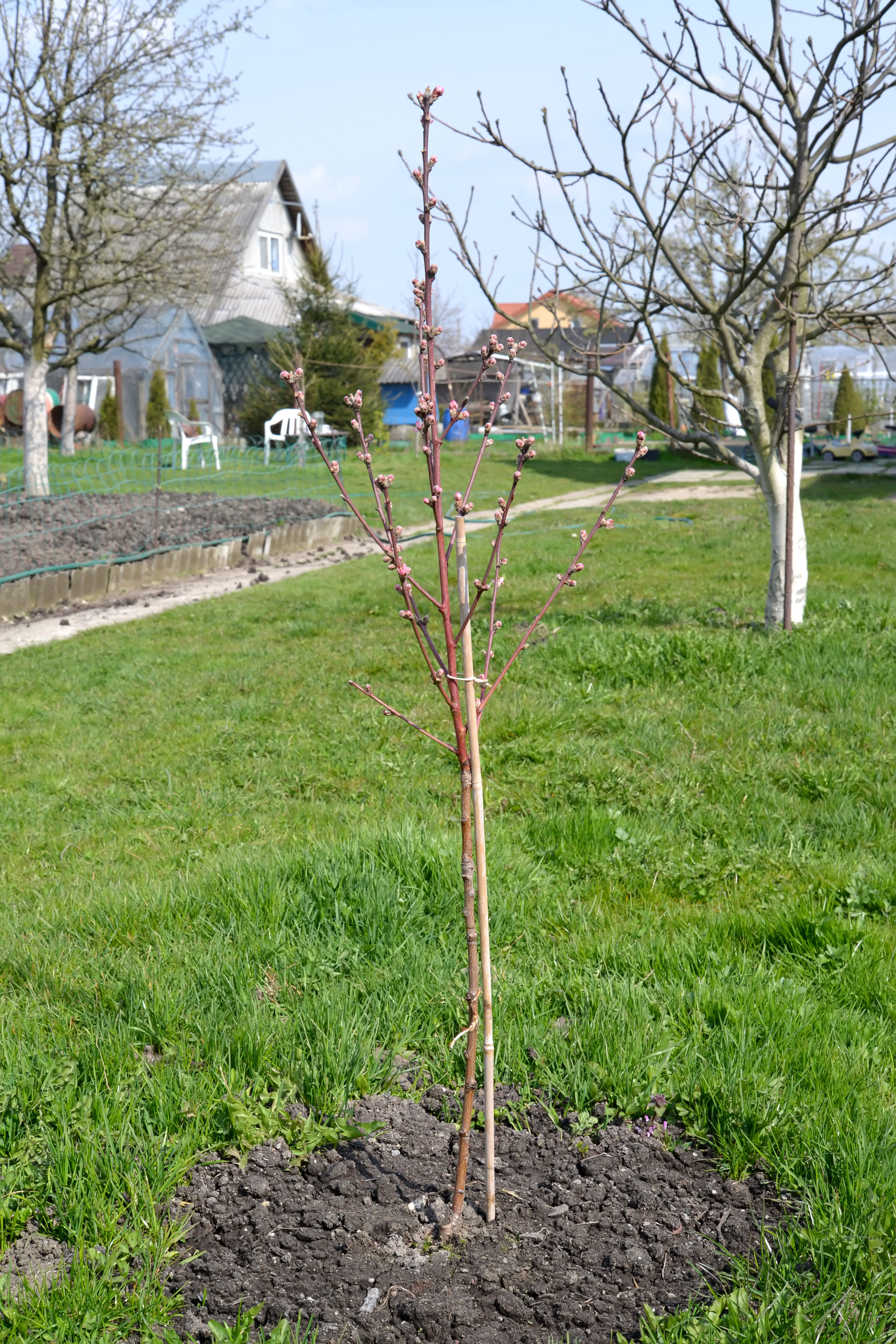 Саженец персикового дерева с цветочными почками (Prunus persica (L.) Batsch) на садовом участке