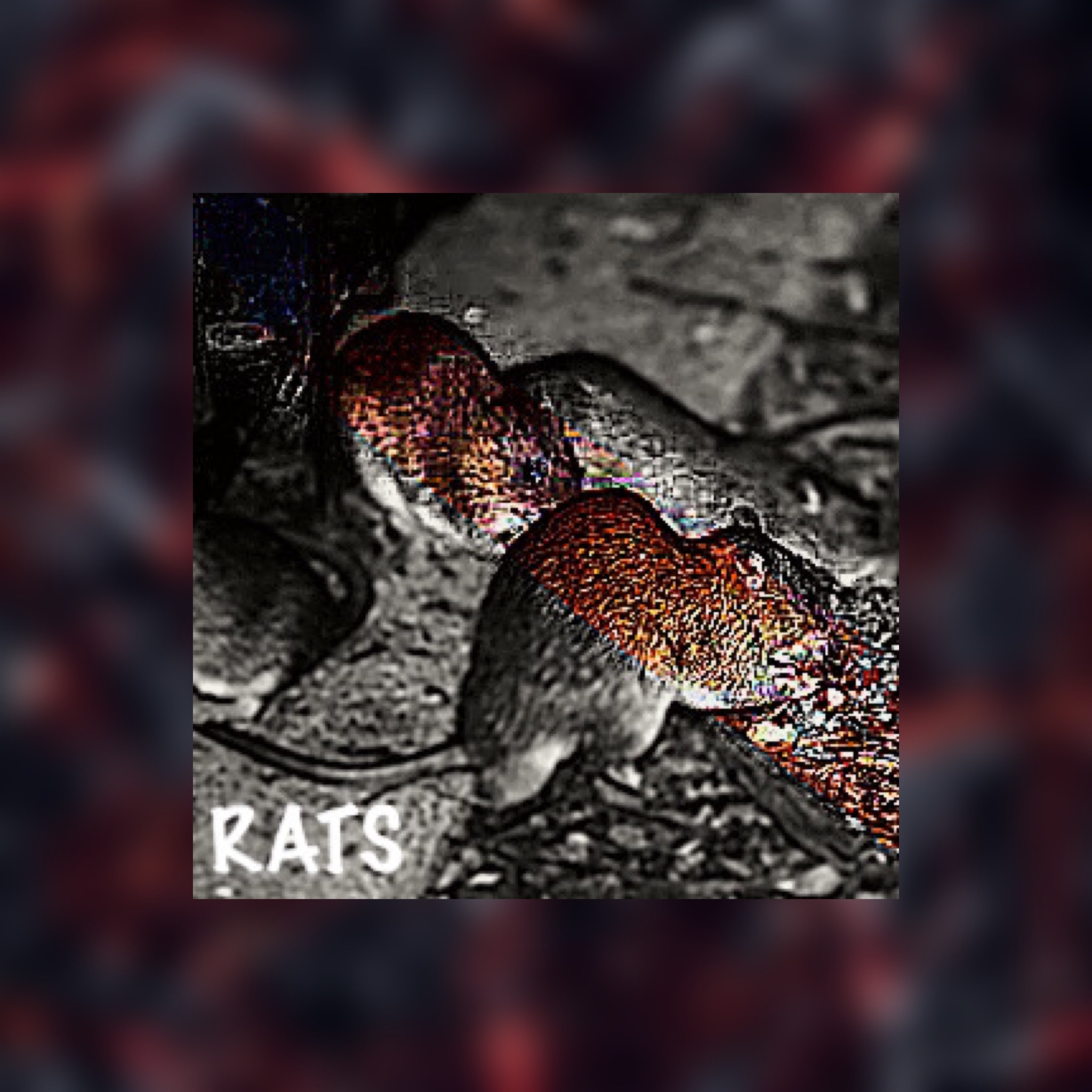 Dawei - Rats