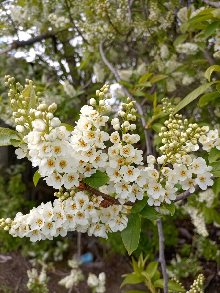 Цветы черемухи