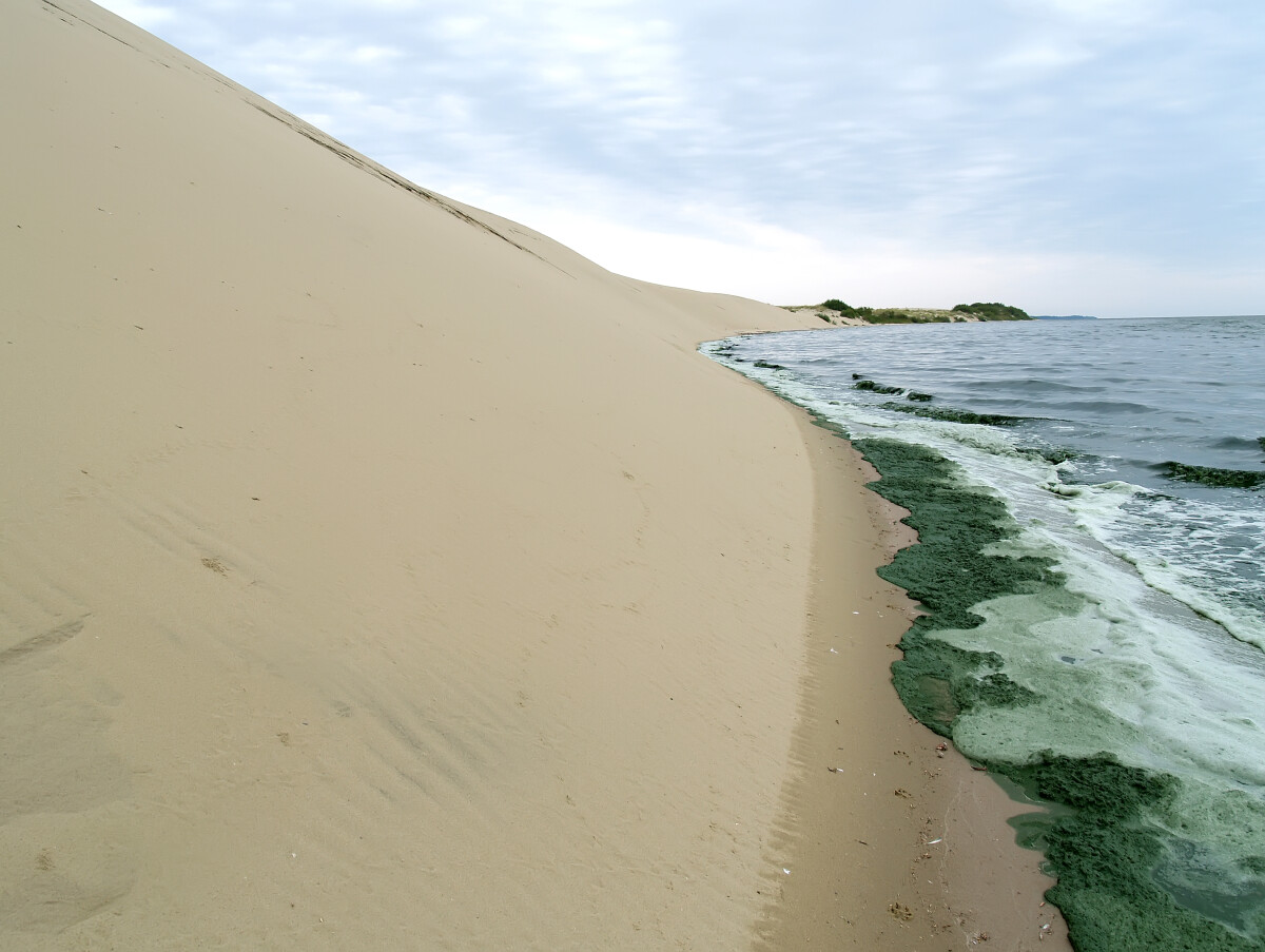 Сине-зеленые водоросли у подножия дюны. Куршский залив Балтийского моря