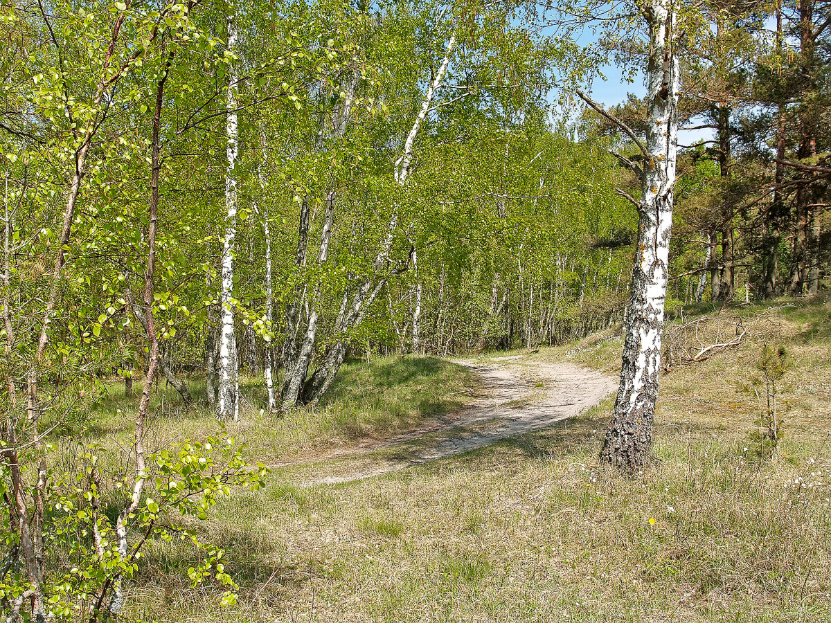 Проселочная дорога в весеннем лесу на Куршской косе