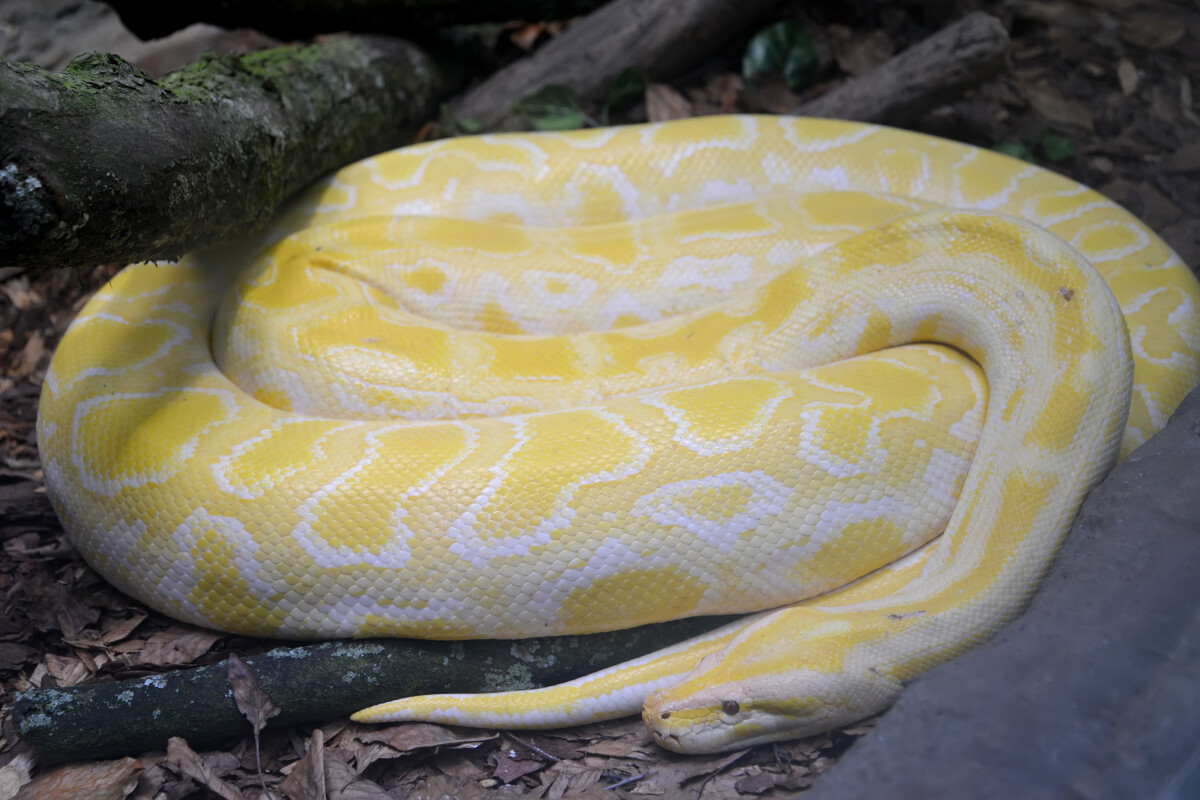 Тигровый питон-альбинос (Python molurus Linnaeus var. альбинос) в террариуме