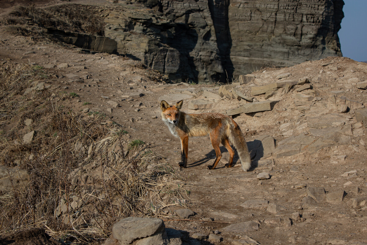 Обыкновенная лисица или рыжая лисица (лат. Vulpes vulpes) — хищное млекопитающее семейства псовых, наиболее распространённый и самый крупный вид рода лисиц