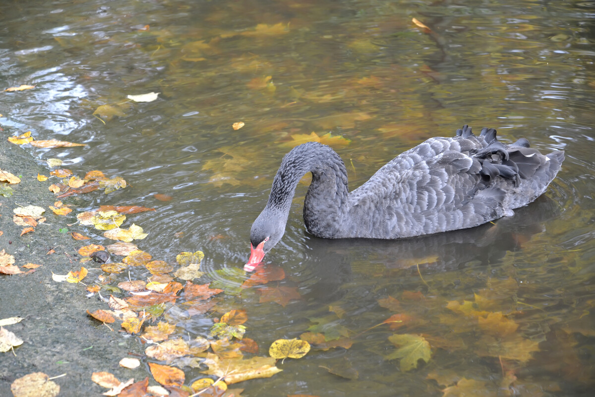 Черный лебедь (Cygnus atratus Latham) пьет воду в озере