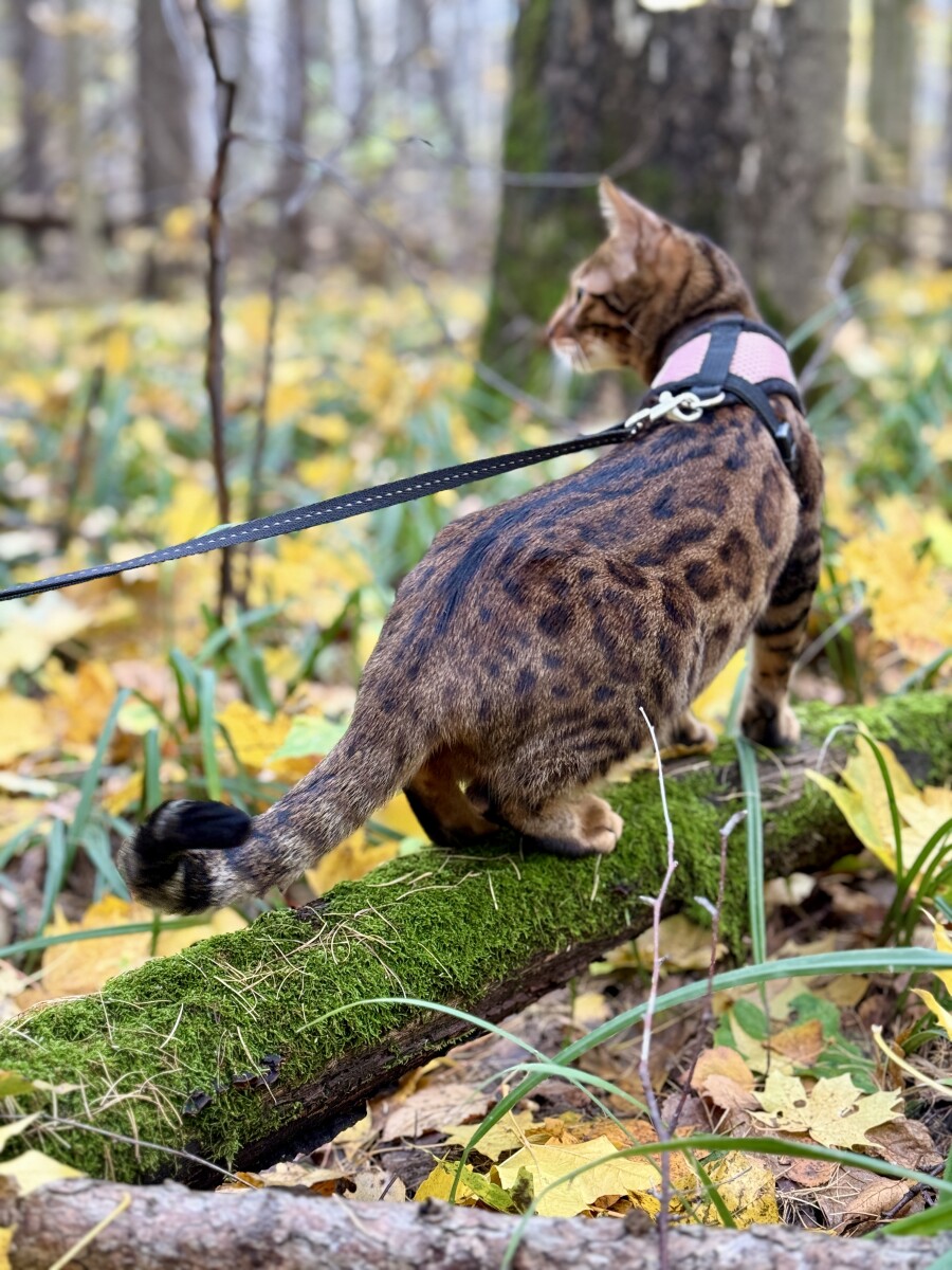 Кот в осеннем лесу