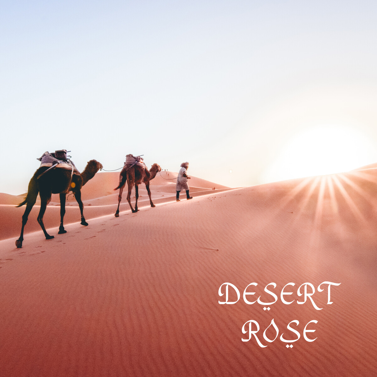 Desert Rose