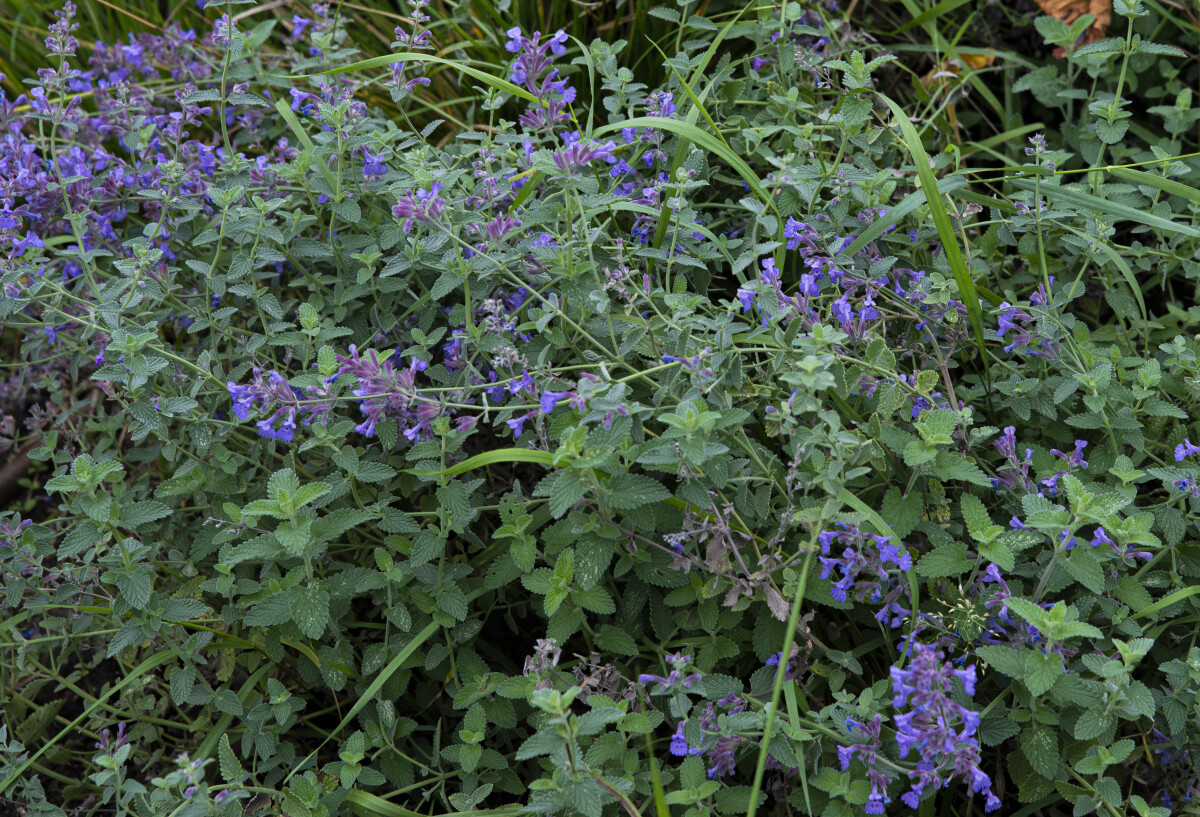 Котовник кошачий (Nepeta cataria). Арбесман В. М.