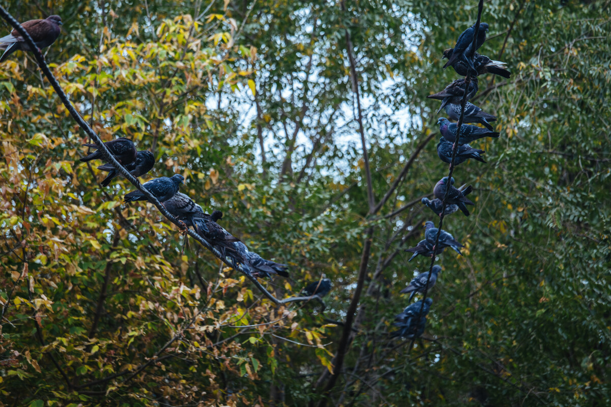 Group of pigeons sitting on wire