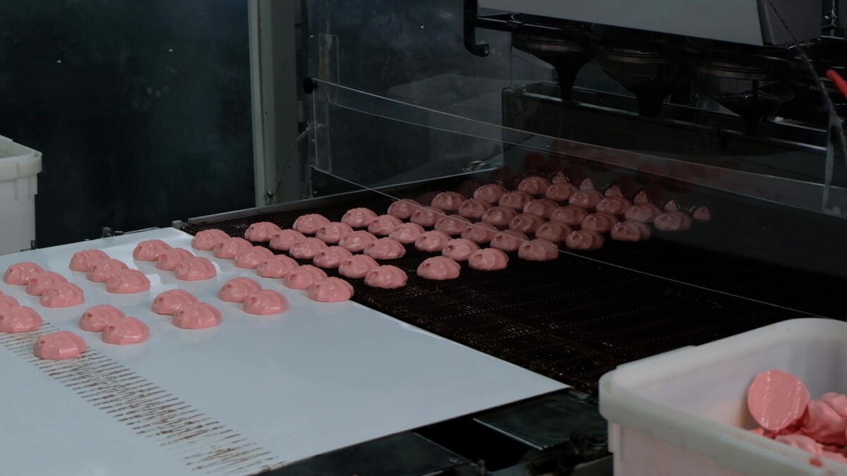 Process of chocolate glazing marshmallows in confectionery on conveyor machine.