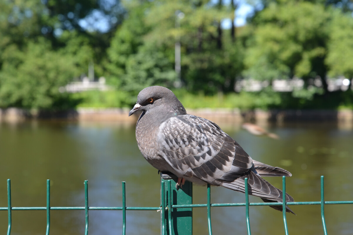 Сизый горный голубь (Columba livia Gmelin) сидит на заборе у городского пруда