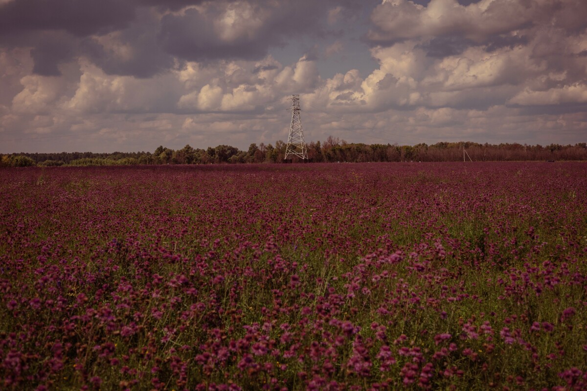 Репейниковое поле