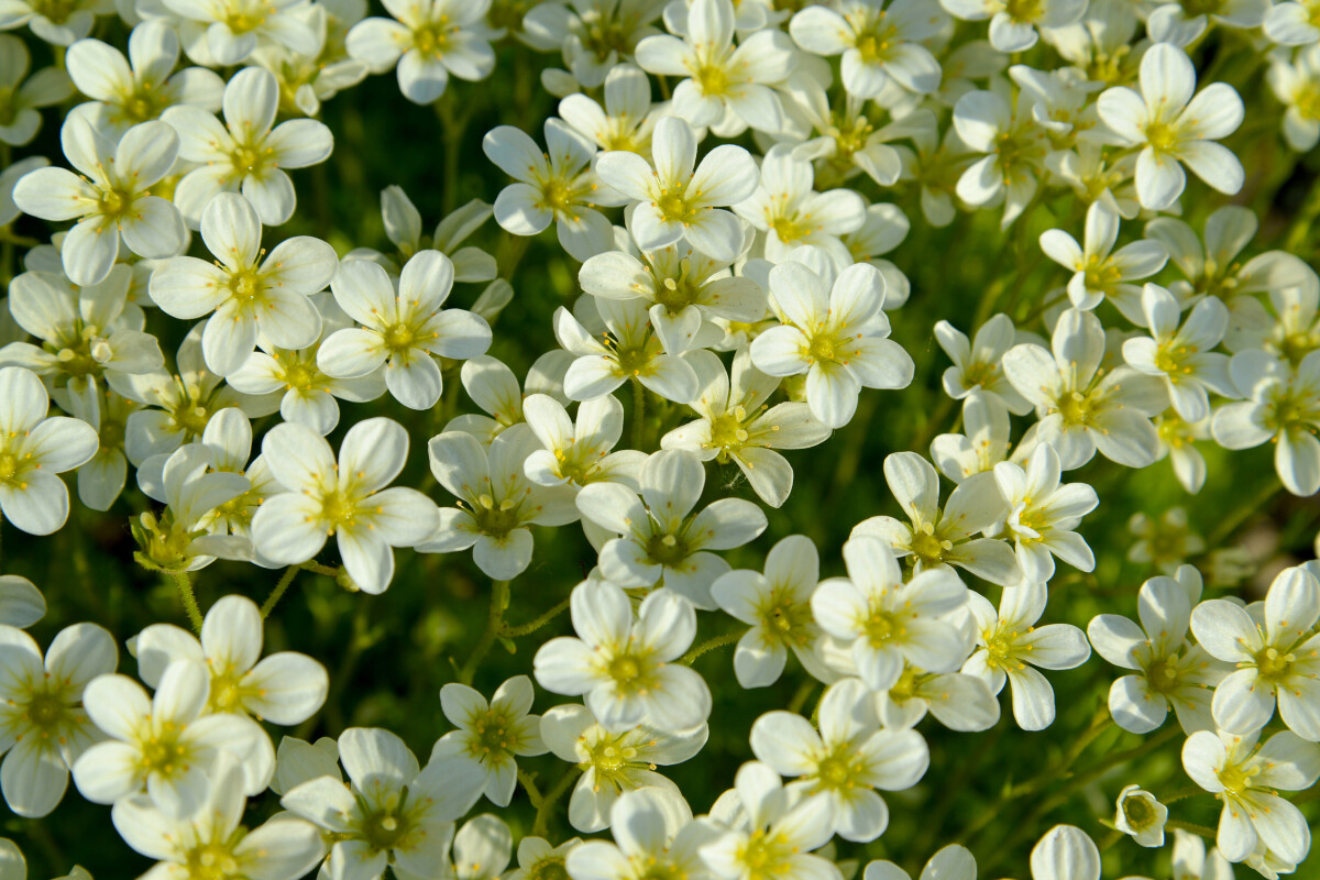 Камнеломка дерновая (Saxifraga cespitosa), фон