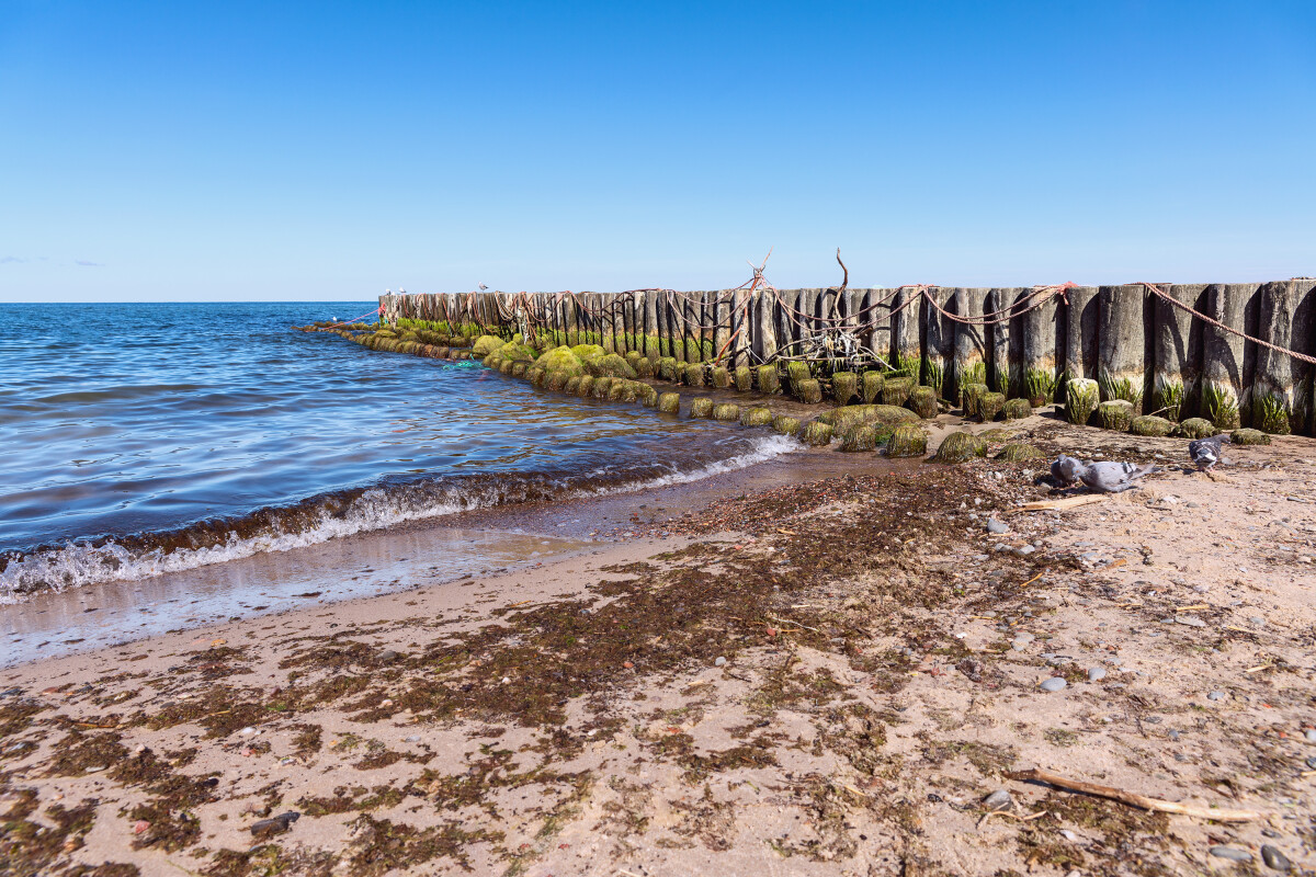 Старые бревна, обросшие водорослями, на берегу моря в качестве волнореза. Дмитриенко Ю. В.