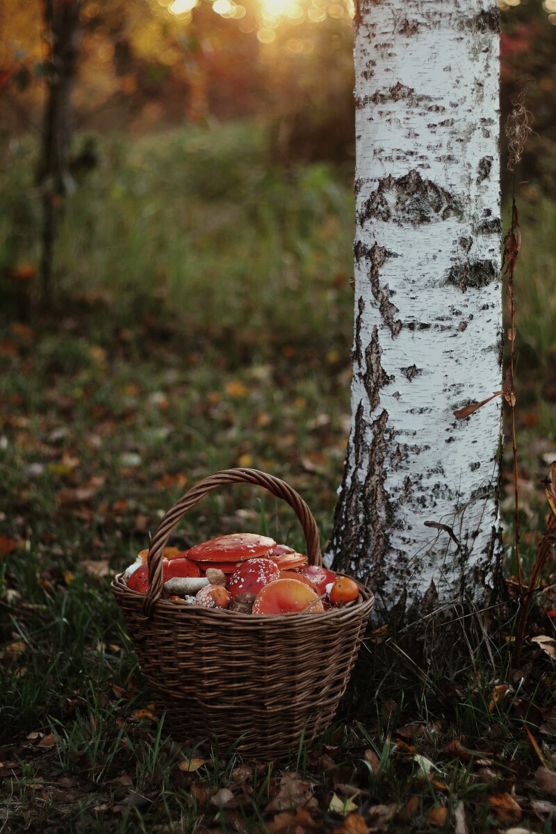 Корзина с мухоморами