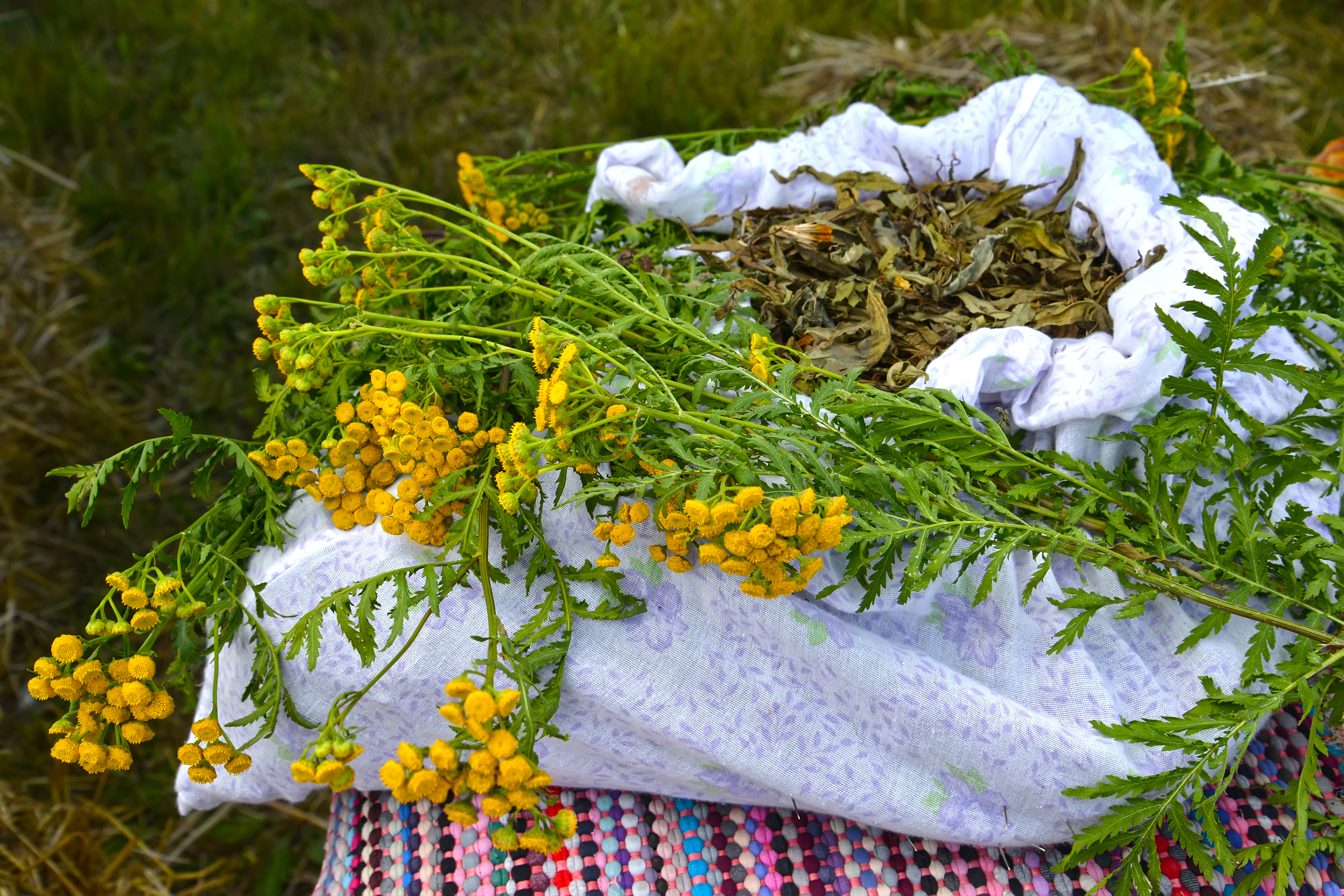 Пучок пижмы обыкновенной (Tanacetum vulgare L.) лежит на полотняном мешочке с высушенным лекарственным растительным сырьем