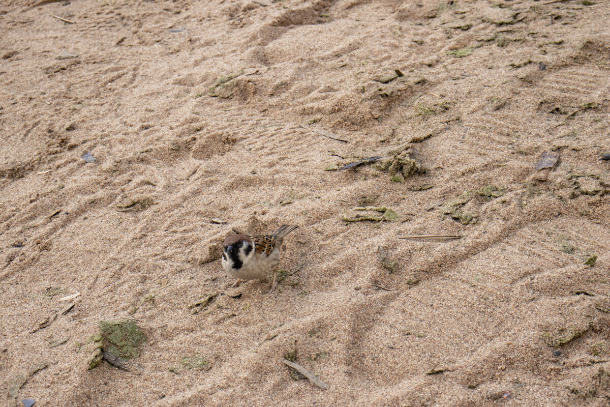 Домовый воробей (лат. Passer domesticus) — наиболее распространённый вид из рода настоящих воробьёв (Passer) семейства воробьиных (Passeridae)