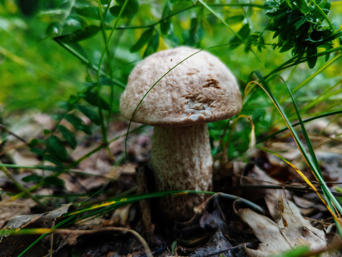 Mushroom birch bolete. Close up macro