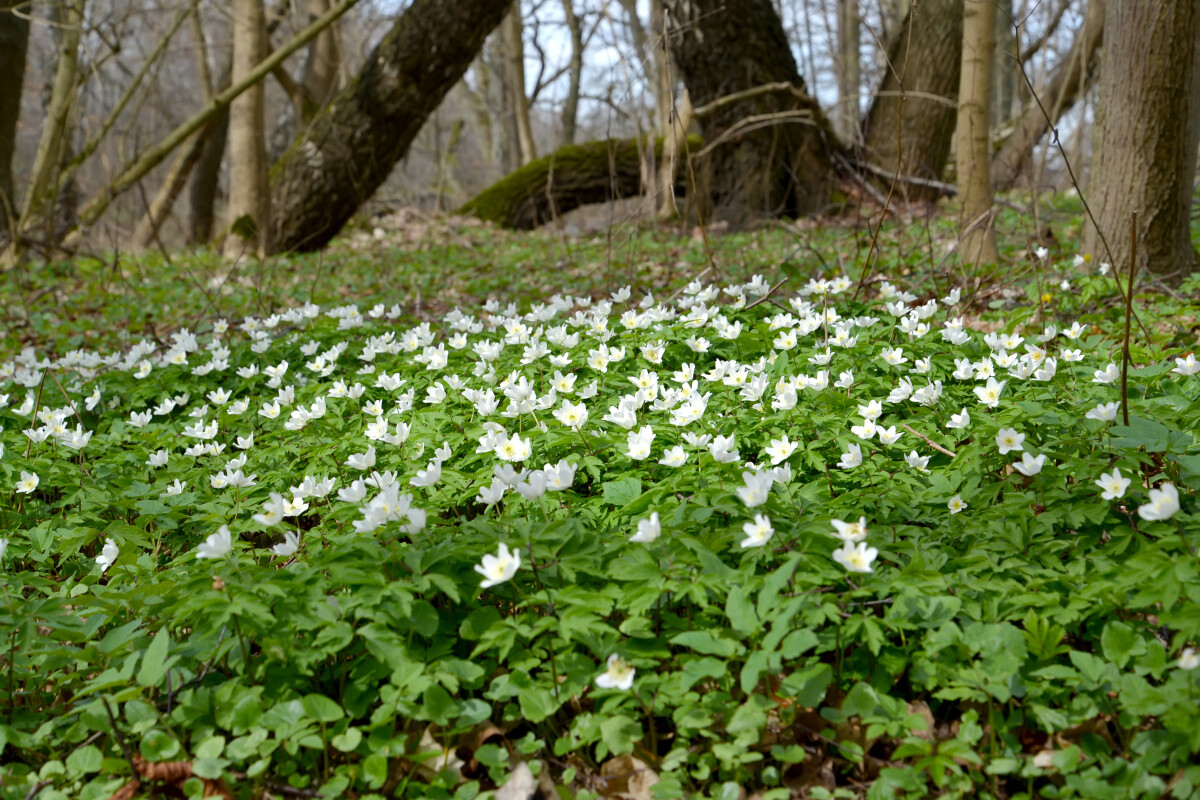 Цветущая древесная ветреница (Anemone nemorosa L.). Весенний лес