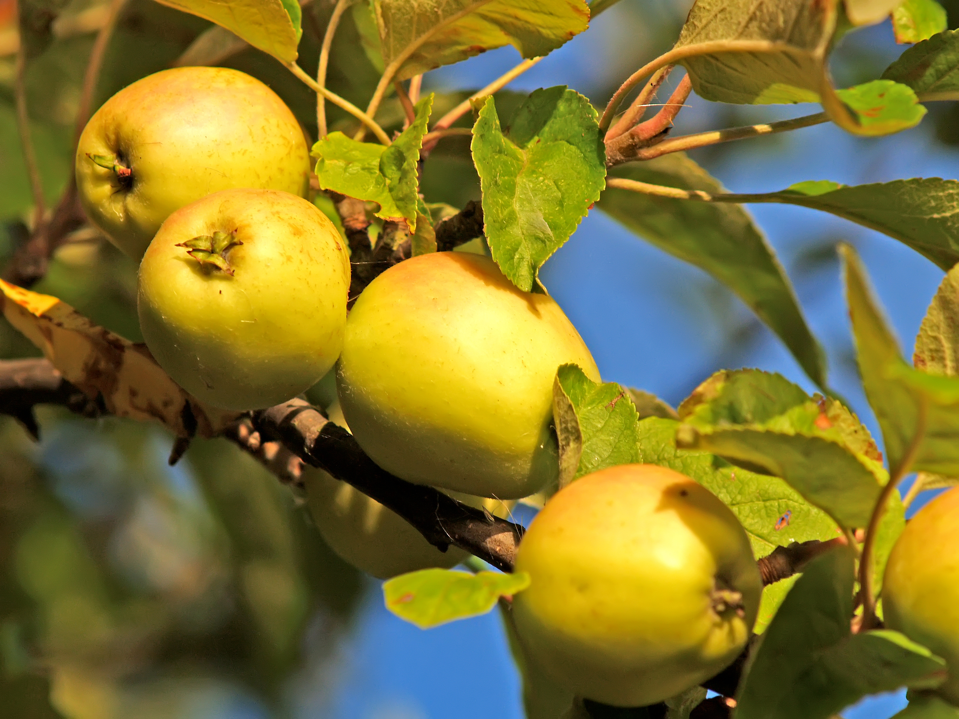 Спелые яблоки (Malus domestica) крупным планом