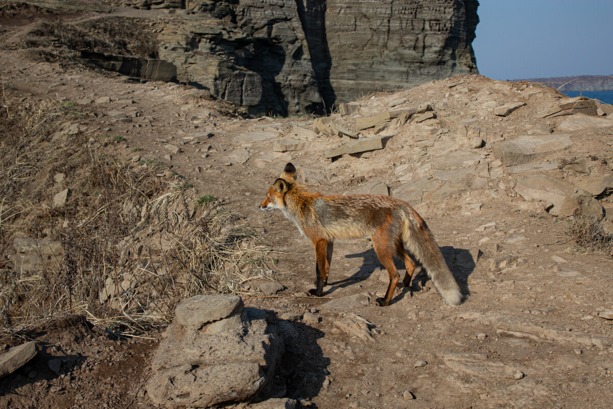 Обыкновенная лисица или рыжая лисица (лат. Vulpes vulpes) — хищное млекопитающее семейства псовых, наиболее распространённый и самый крупный вид рода лисиц