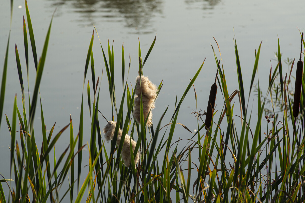 Рогоз широколистный (Typha latifolia), камыш на фоне воды. Арбесман В. М.