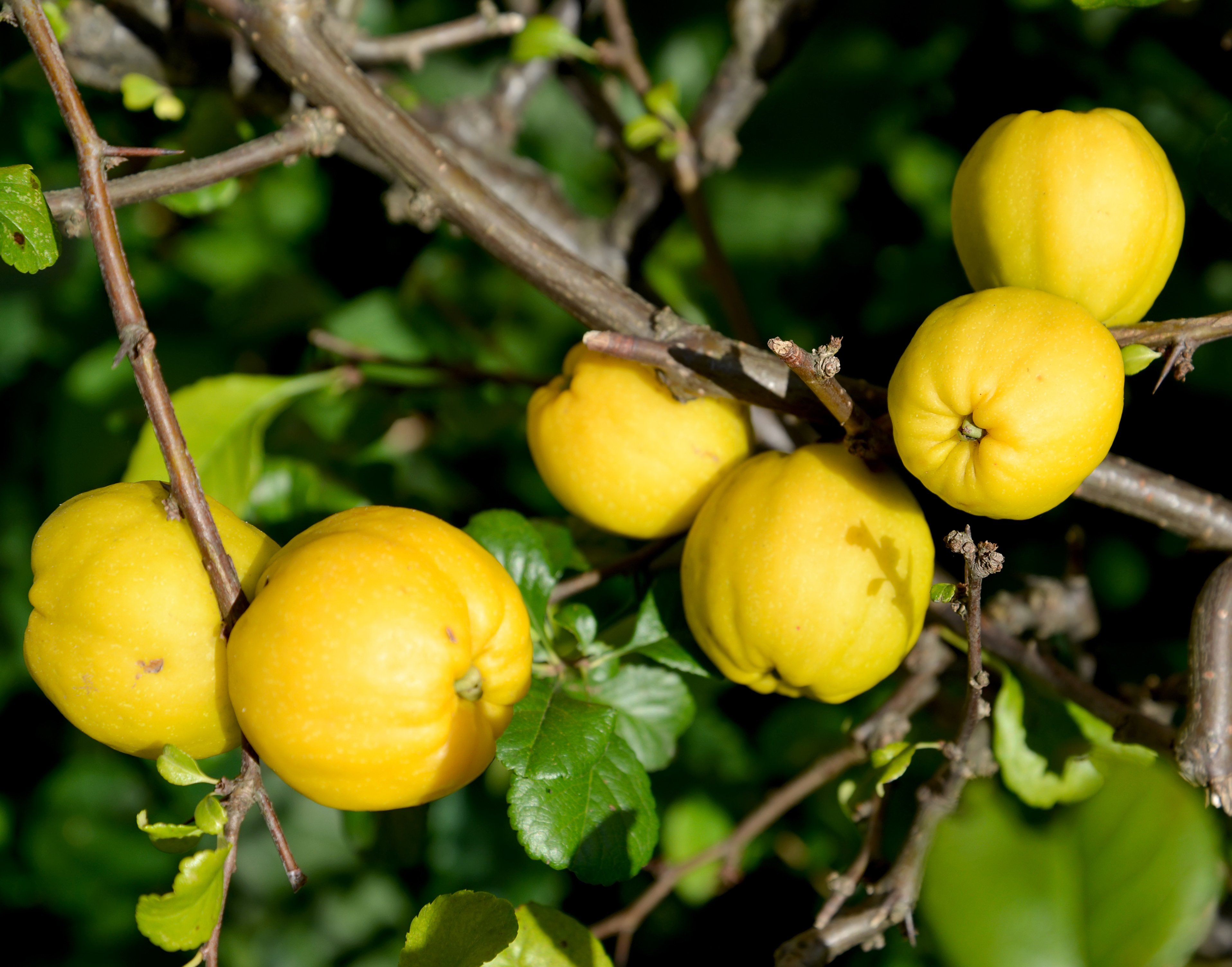 Спелые плоды айвы японской (Chaenomeles japonica (Thunb.) Lindl. ex Spach), крупным планом