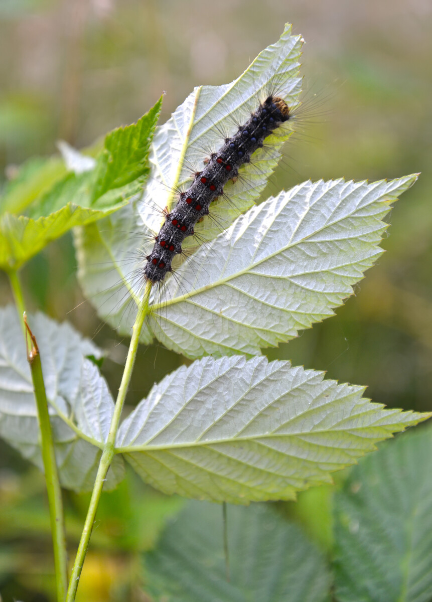 Гусеница непарного шелкопряда (Lymantria dispar Linnaeus) поедает листья малины