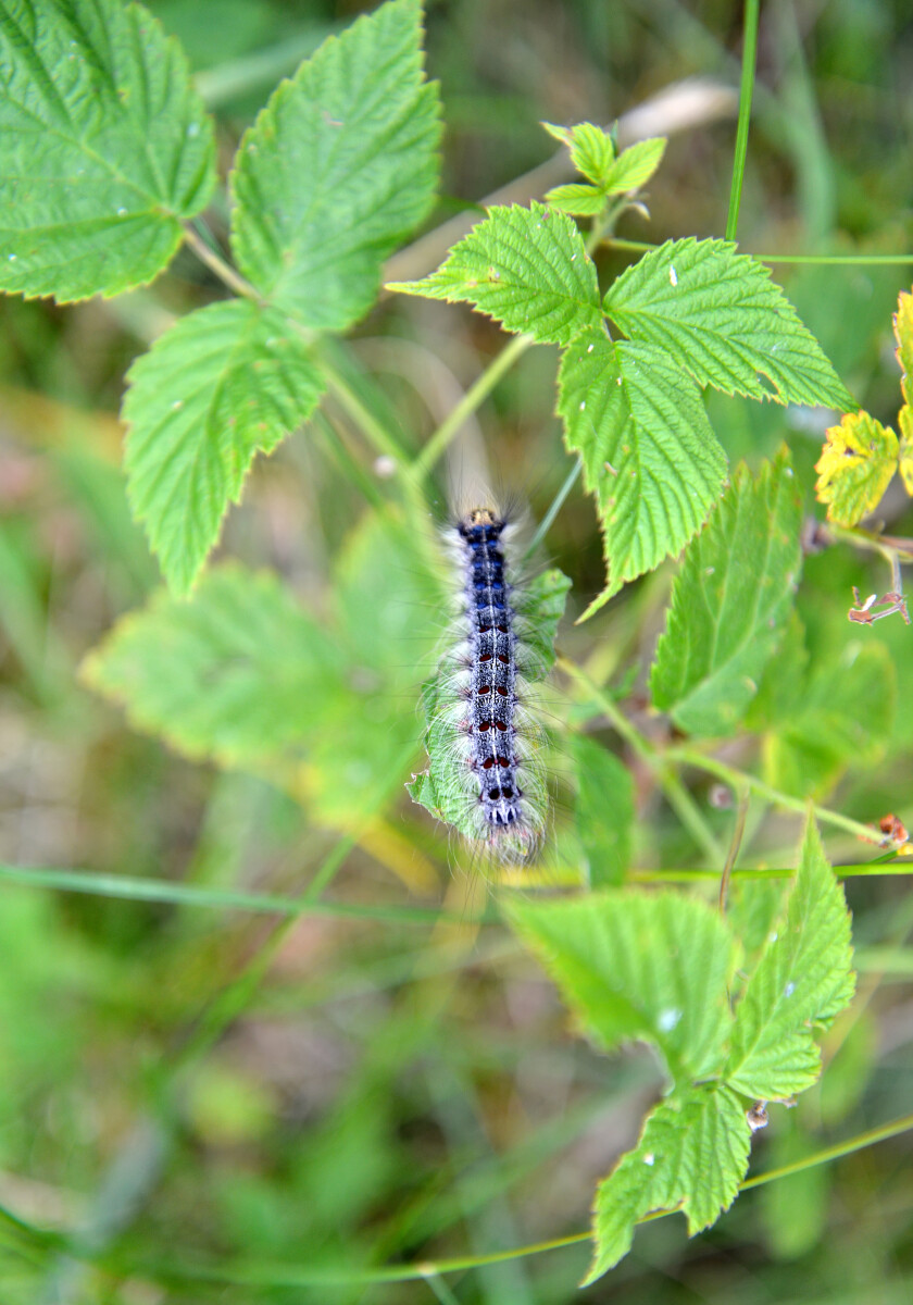 Гусеница непарного шелкопряда (Lymantria dispar Linnaeus) ползет по ветке малины