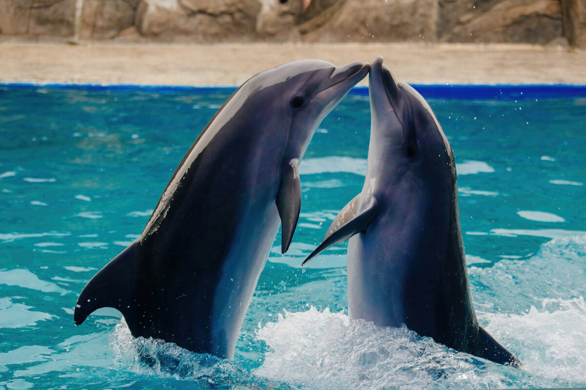 Couple of dolphins dancing in blue water