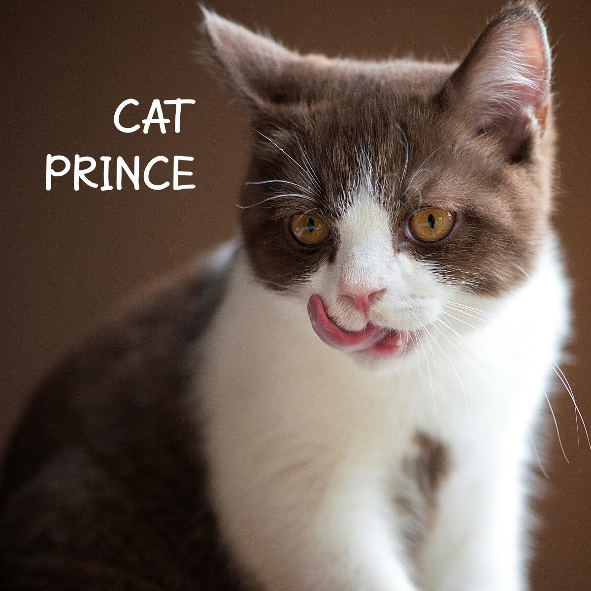 Cat Prince (fx)