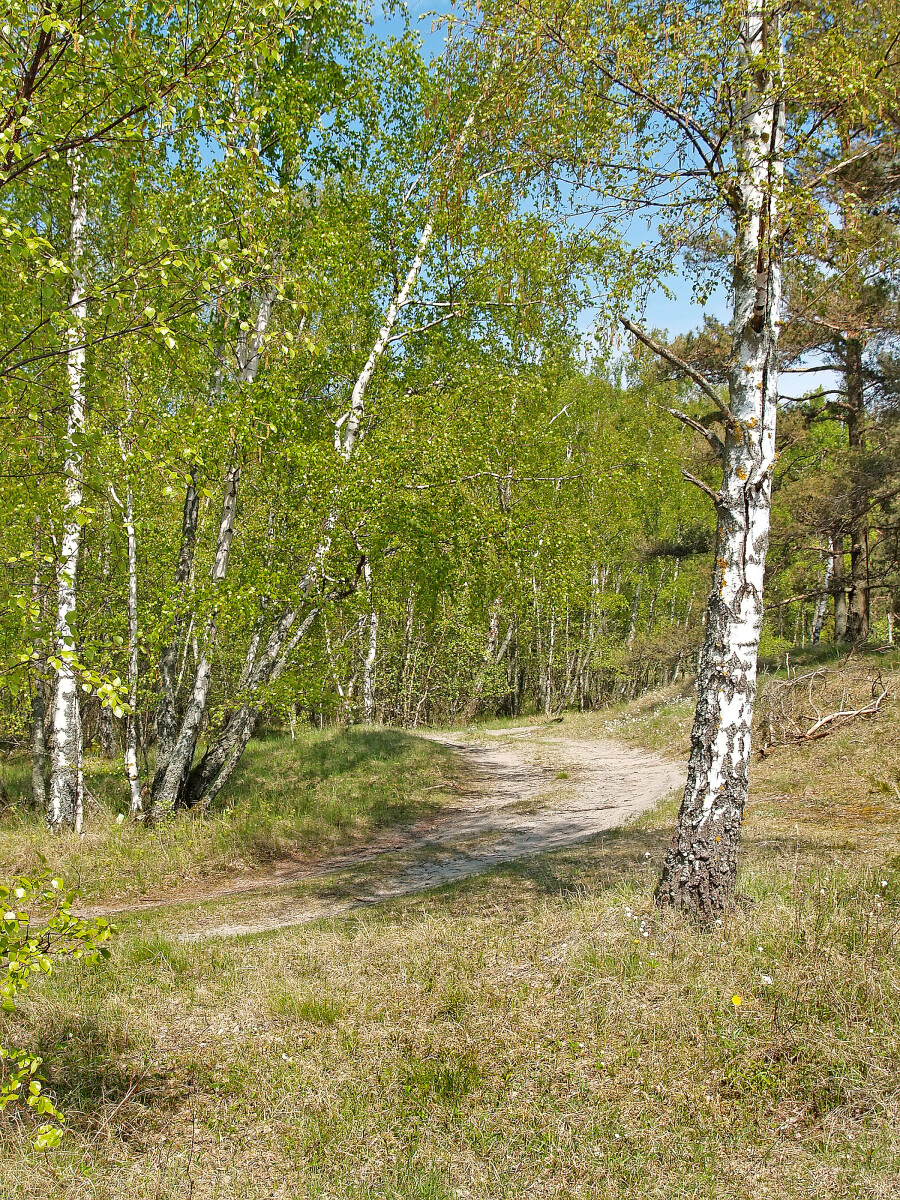 Проселочная дорога в весеннем лесу на Куршской косе. Калининградская область