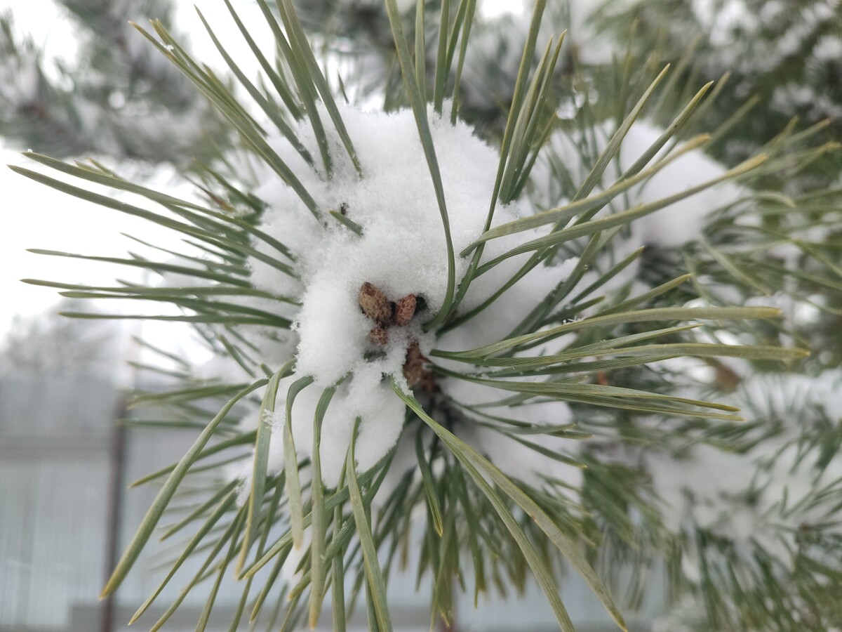 Ветка сосны в снегу