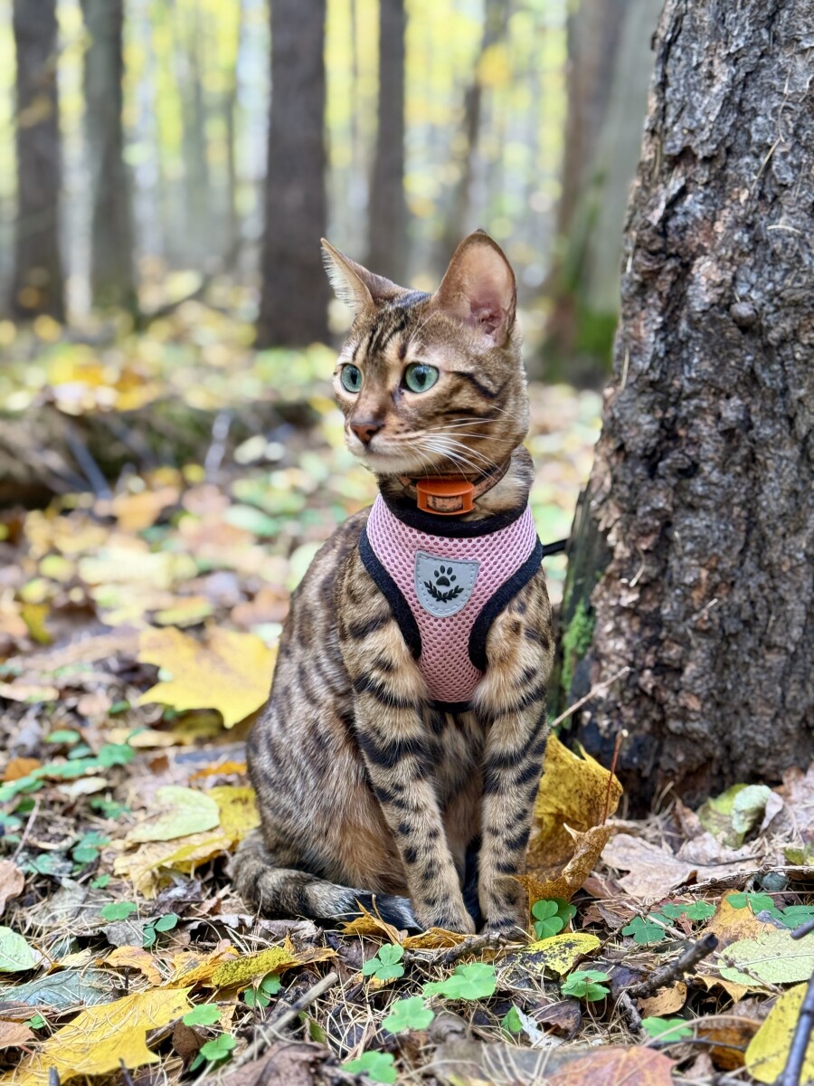 Бенгальский домашний кот на прогулке в осеннем лесу