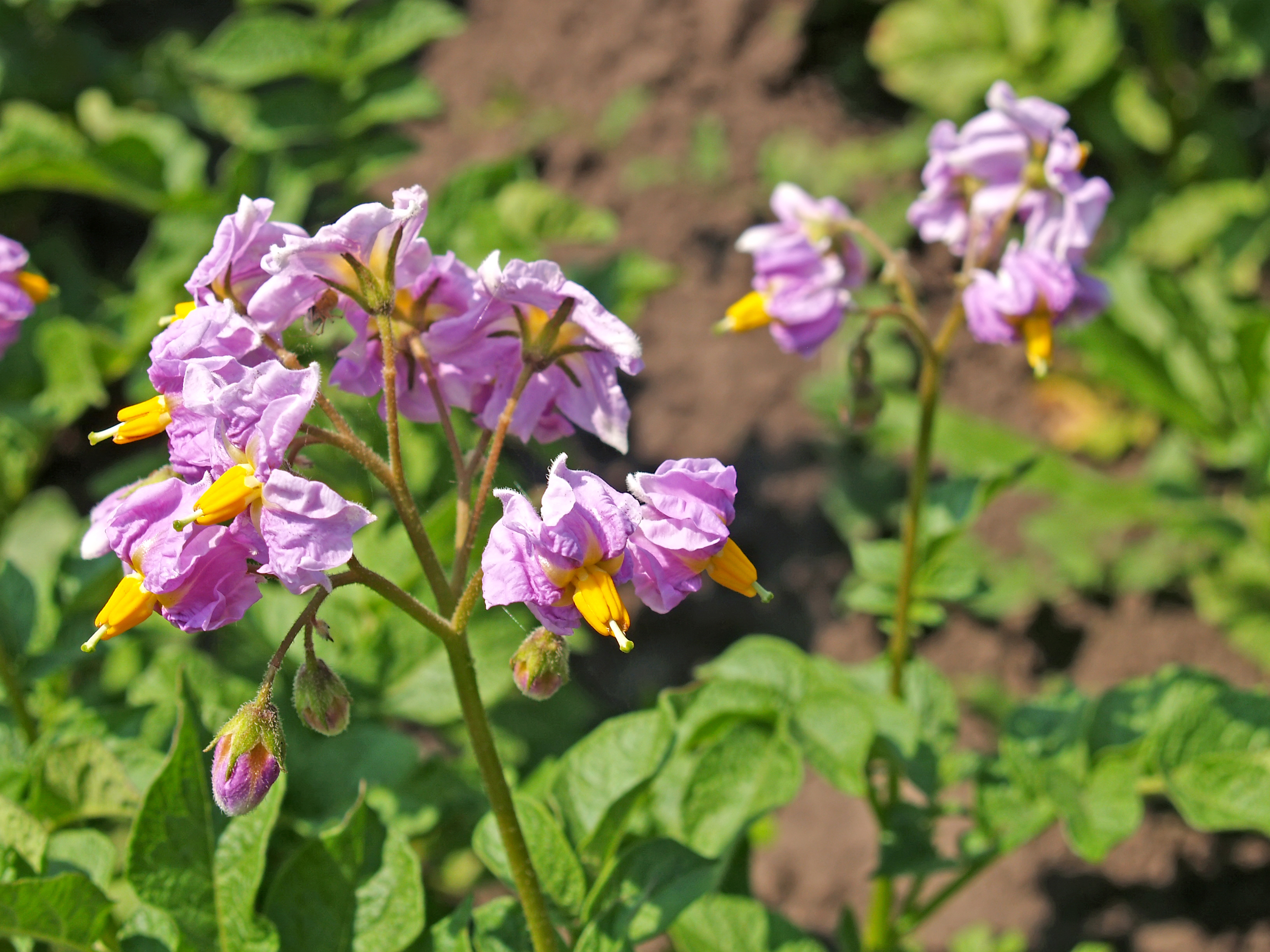 Розовые цветки картофеля (Solanum tuberosum L.)