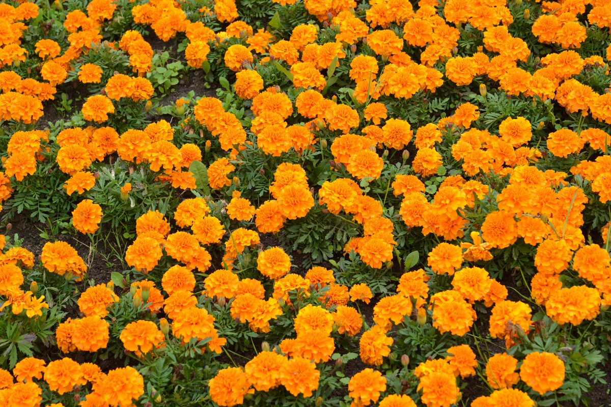 Бархатца мелкоцветная (отклоненная) (Tagetes patula L. ), предыстория