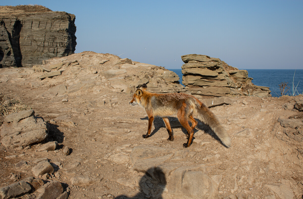 Обыкновенная лисица или рыжая лисица (лат. Vulpes vulpes) весной на мысе Тобизина в Приморском крае